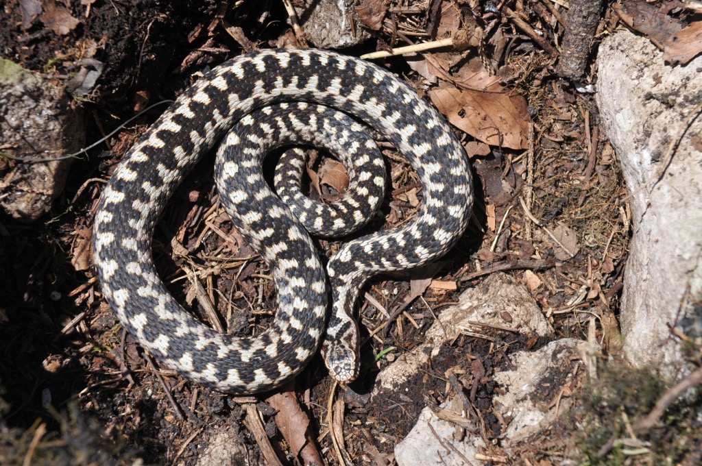 Common European adders hibernate in groups in winter and can be easily identified by the “V’ shaped marking on their heads. Brandenberg Alps