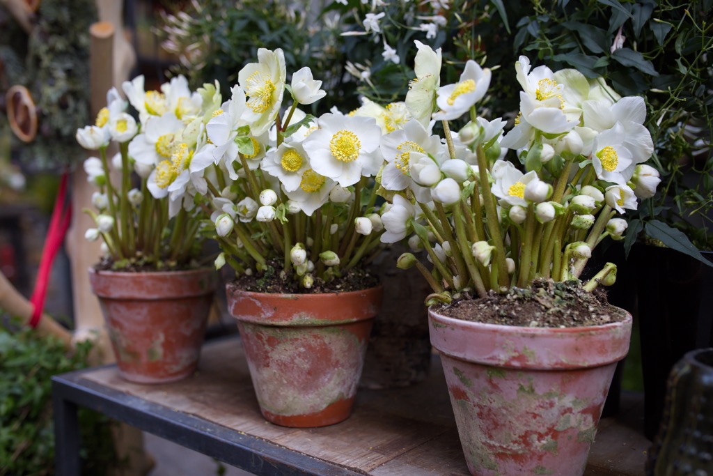 Christmas roses, or black hellebore, are popular garden flowers due to their winter bloom. Brandenberg Alps