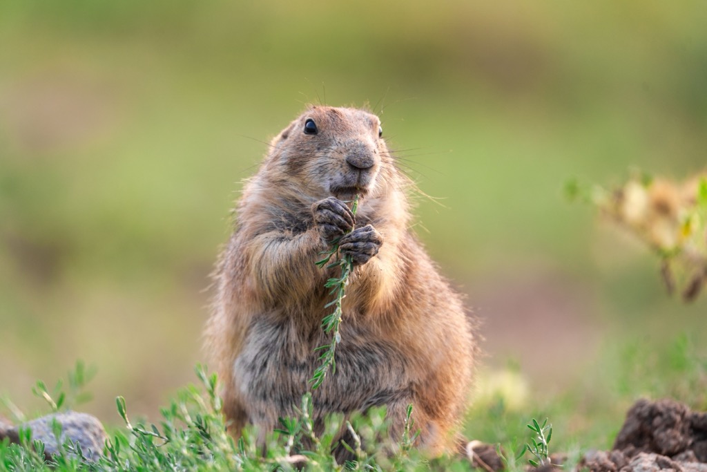 Marmots whistle loudly to alert others to potential threats and to communicate with their colony. Brandenberg Alps