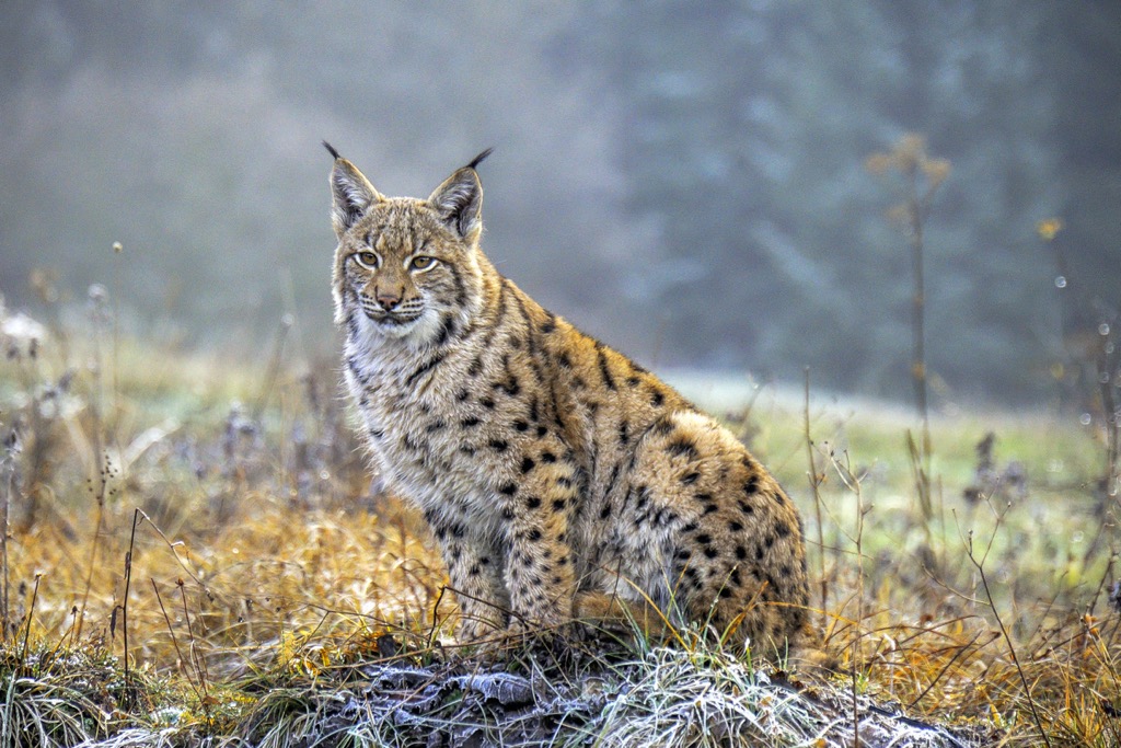 Eurasian lynx are the largest lynx species and an exceptionally rare sight in the Brandenberg Alps. Brandenberg Alps