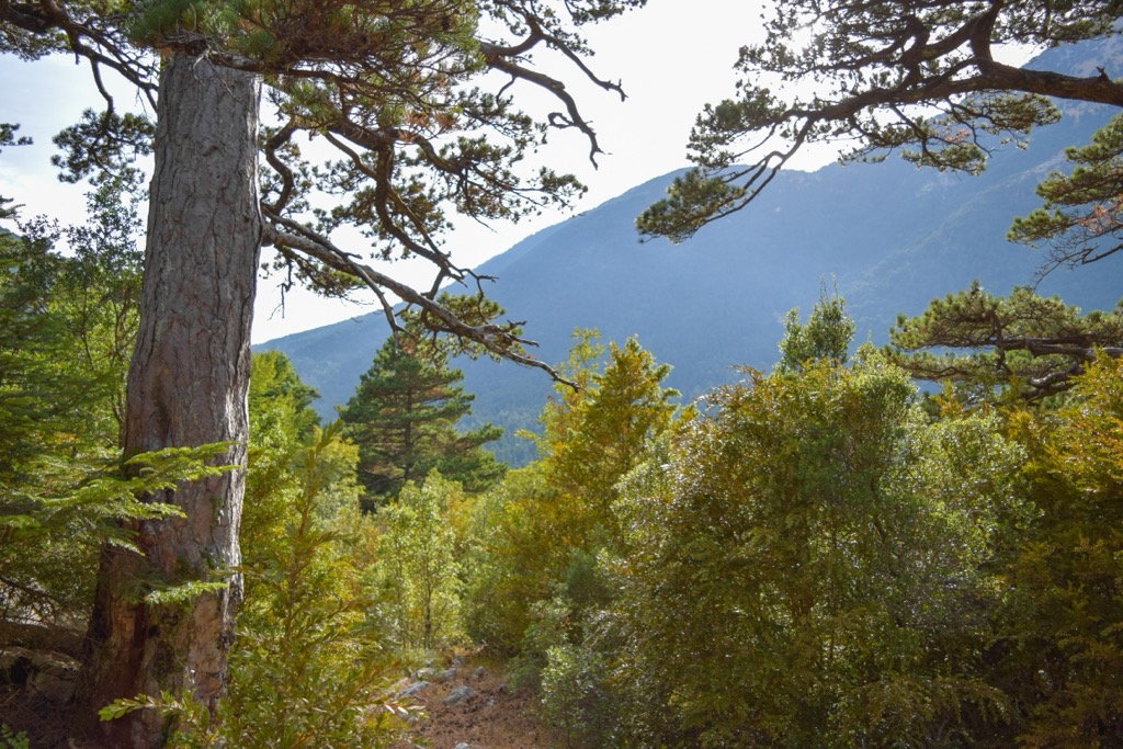 Bredhi i Drenova National Park, Albania