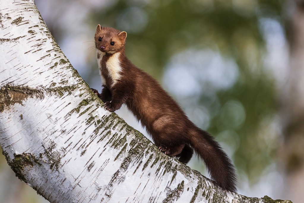 A pine marten climbing a silver birch. Bregenz Forest Mountains