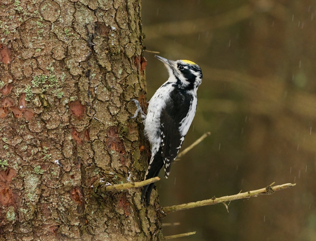 Eurasian three-toed woodpeckers are one of several woodpecker species native to the Bregenz Forest Mountains. Bregenz Forest Mountains