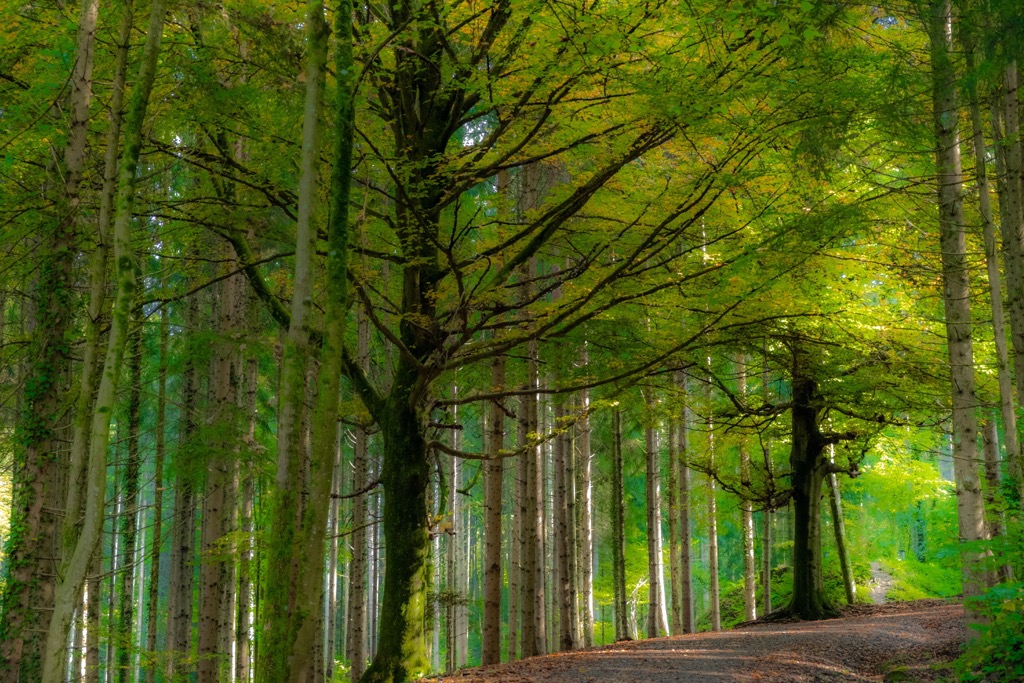 Typical woodlands in the Bregenz Forest during autumn. Bregenz Forest Mountains