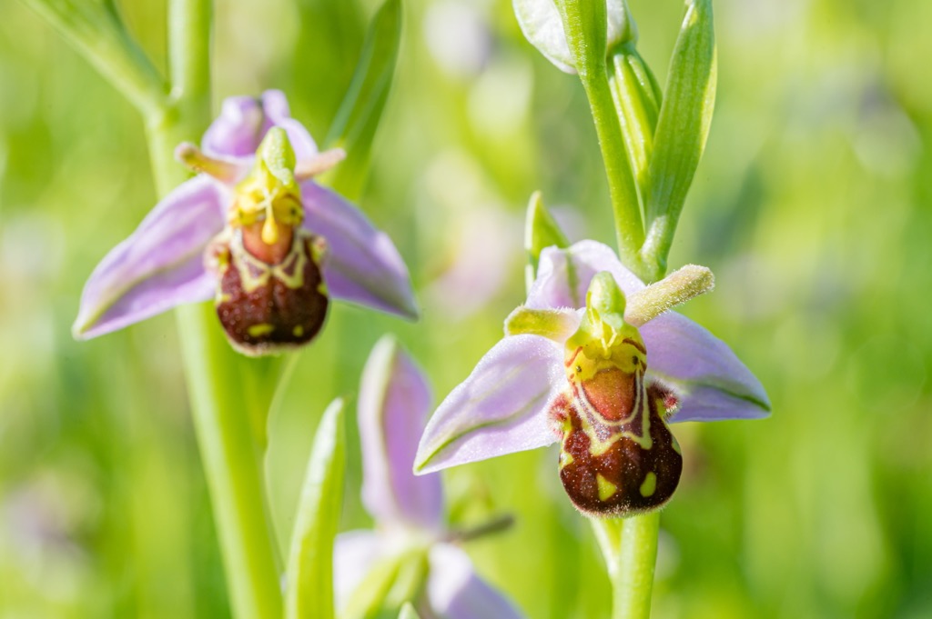 Bee orchids use pseudocopulation, mimicking female insects to attract and trick mating male insects into pollinating them. Bregenz Forest Mountains