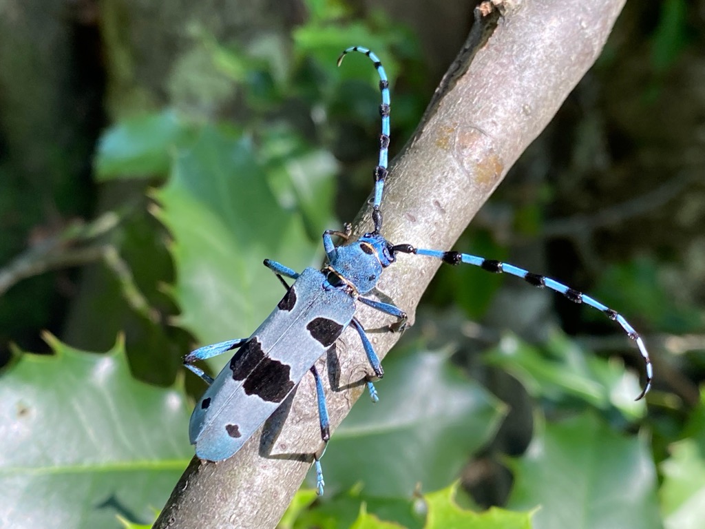 Rosalia longicorns are known for their vibrant black and blue patterns. Bregenz Forest Mountains