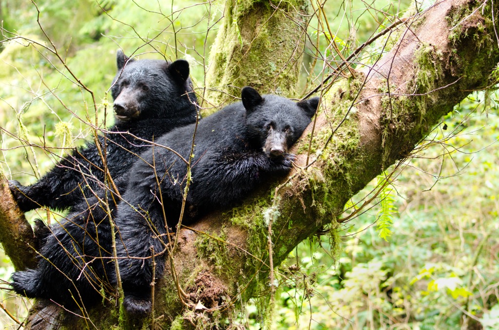  Black bears, Brent Mountain Protected Area, British Columbia
