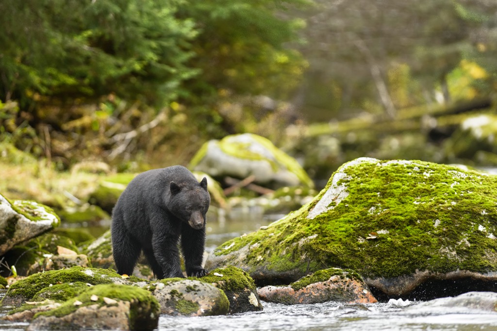 Grizzly bear, Sugarbowl-Grizzly Den Provincial Park, Canada