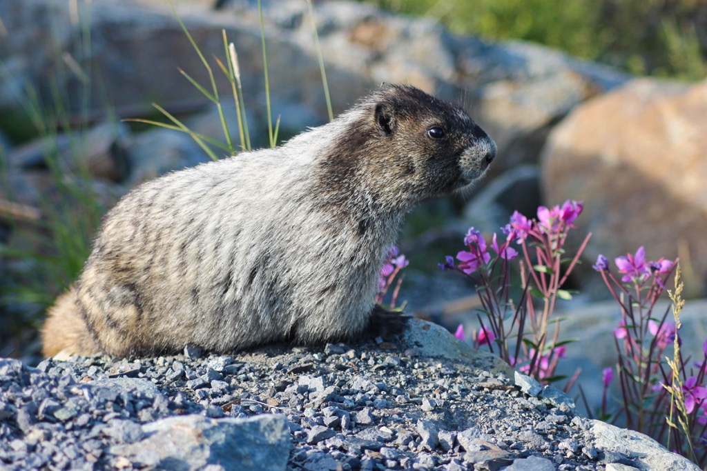 Hoary marmots, British Columbia
