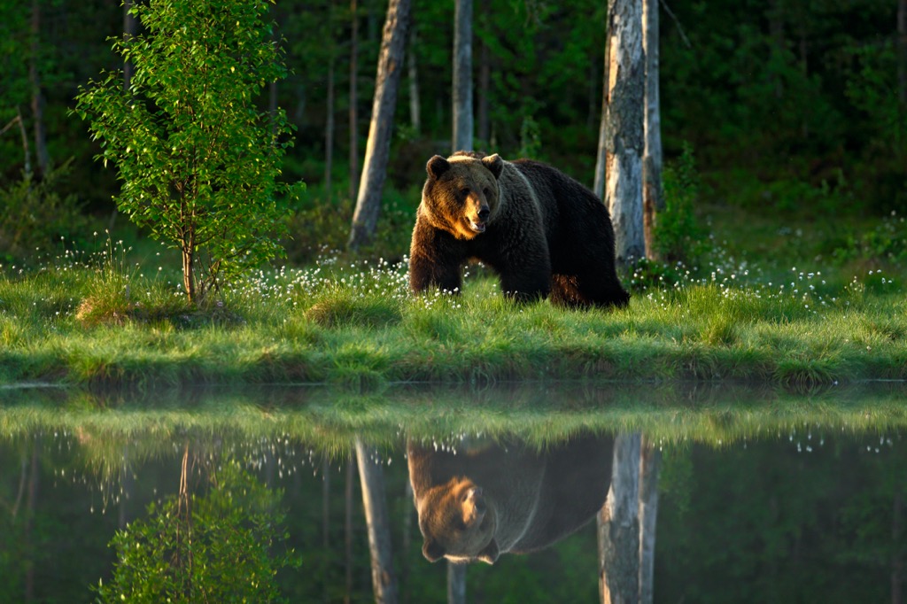 Brown bear, Slovakia