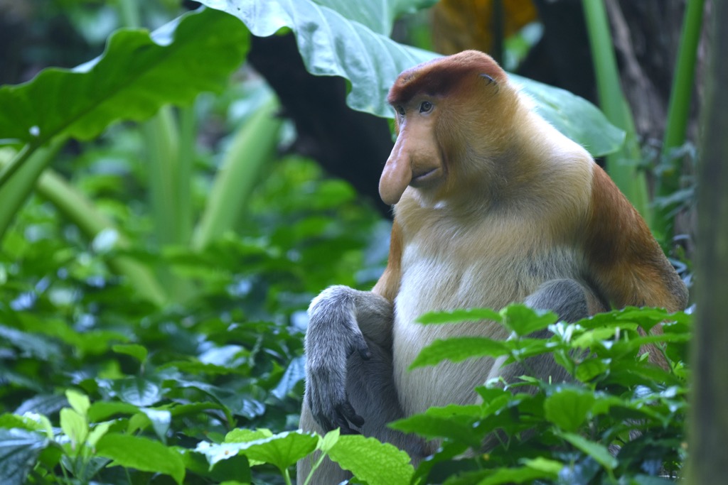 A Proboscis monkey photographed in the forests of Brunei. Brunei