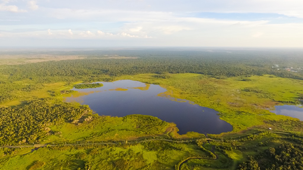 Peat swamp forests along the central Borneo Plain. Brunei