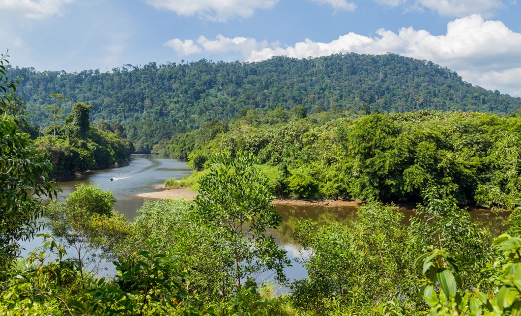 Virgin rainforest surrounding the Temburong River. Brunei