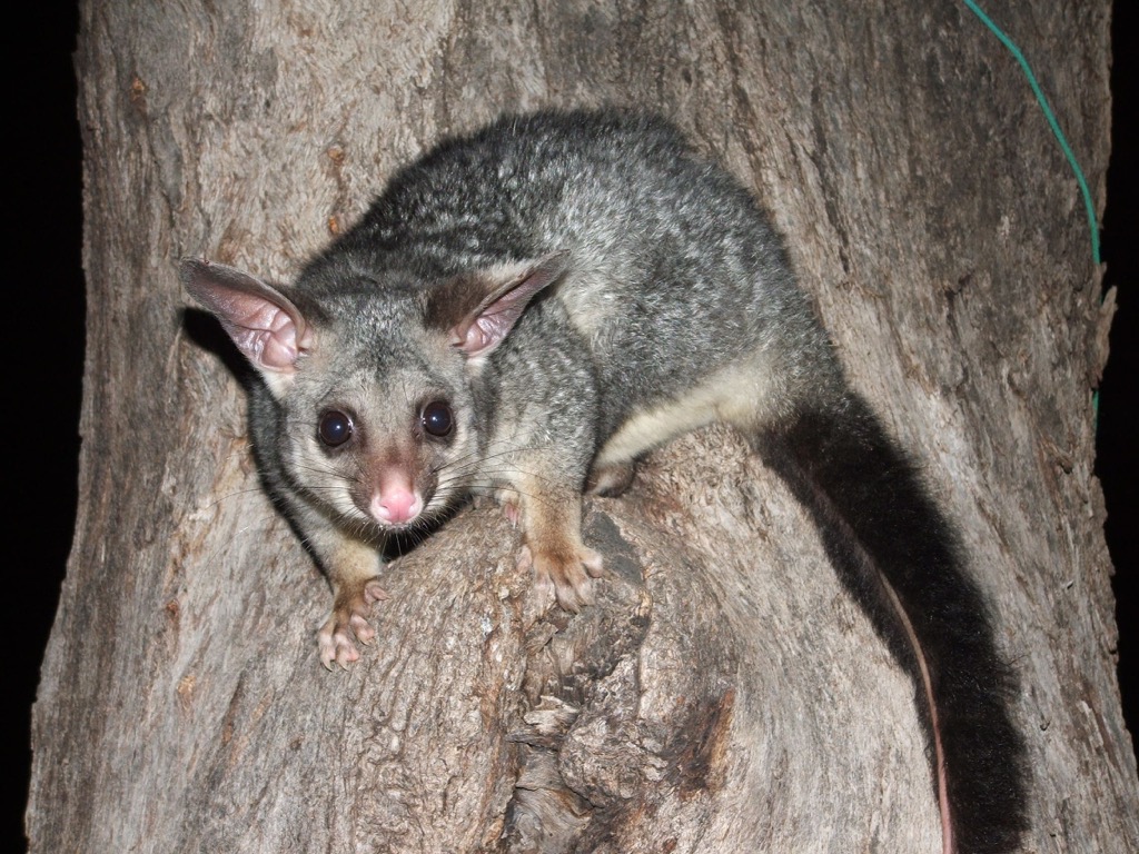 Brush-tailed Possum, Baw Baw National Park, Australia