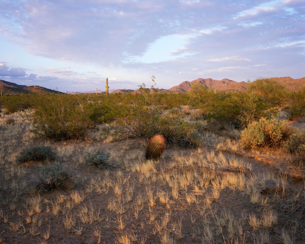 Cabeza Prieta National Wildlife Refuge, Arizona, USA
