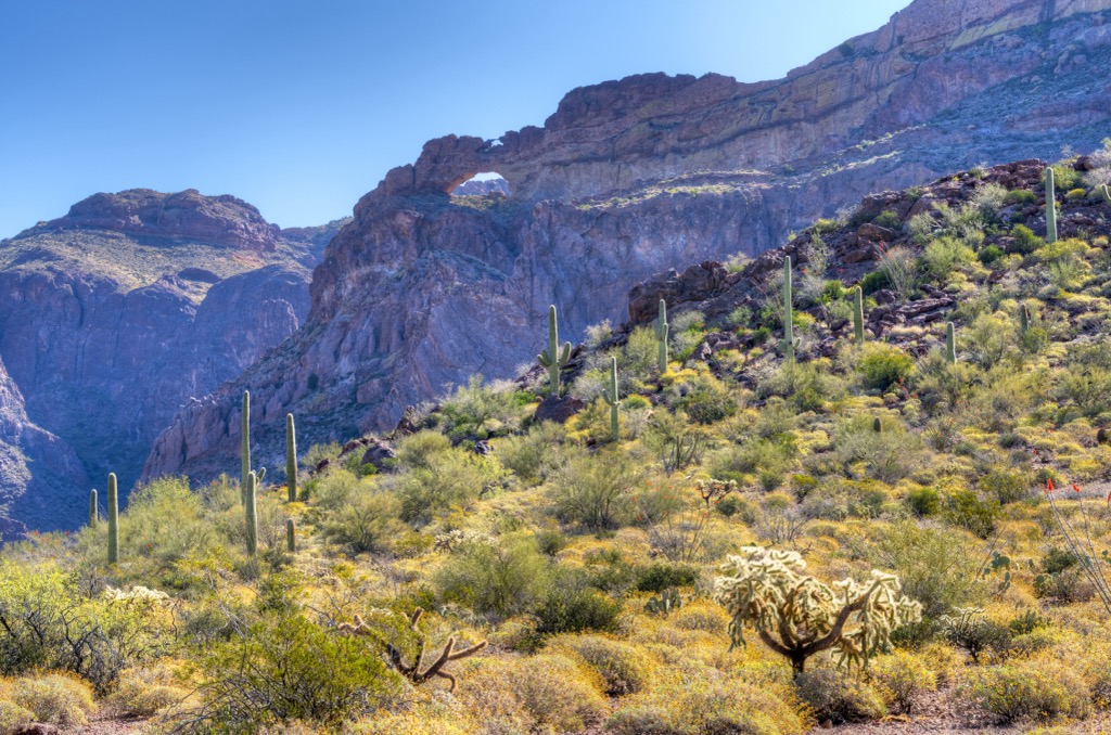 Organ Pipe Cactus, The Cabeza Prieta Wilderness, Arizona