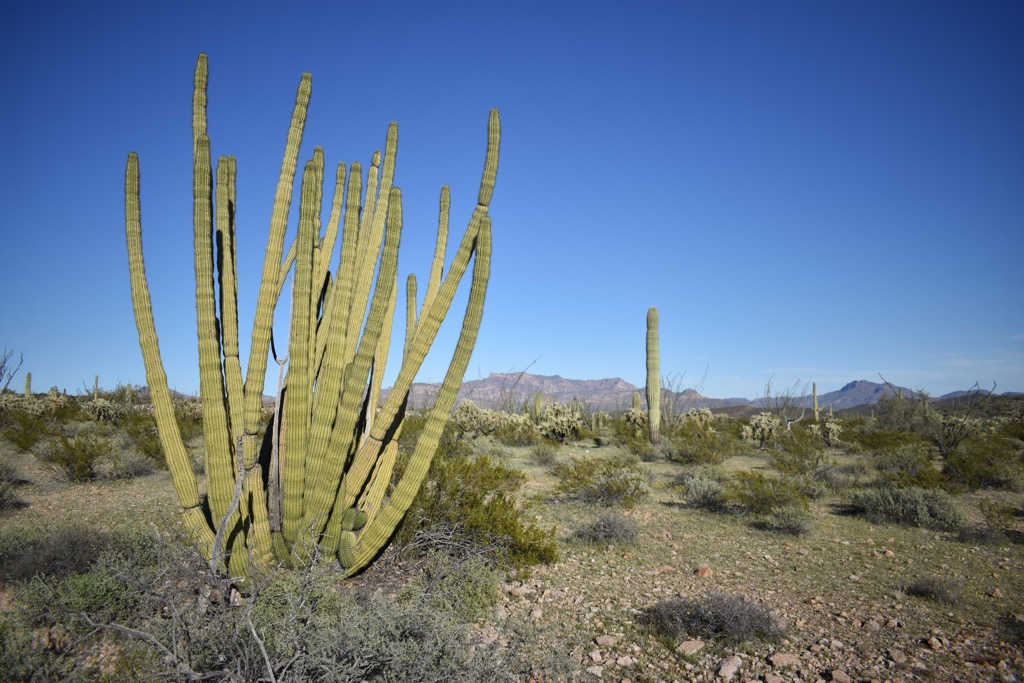 The Cabeza Prieta Wilderness, Arizona