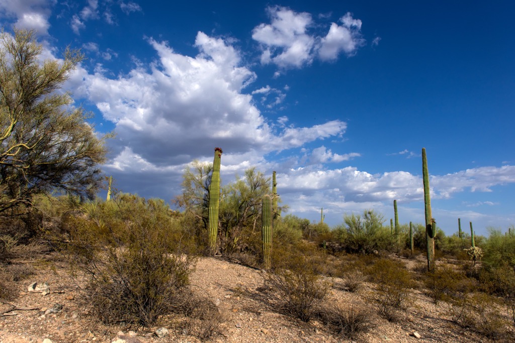 The Cabeza Prieta Wilderness, Arizona