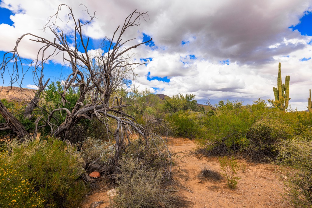 The Cabeza Prieta Wilderness, Arizona