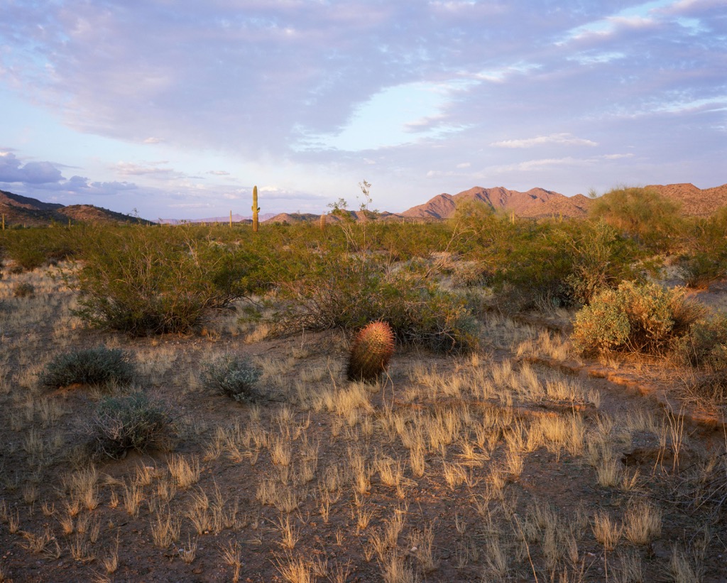 The Cabeza Prieta Wilderness, Arizona