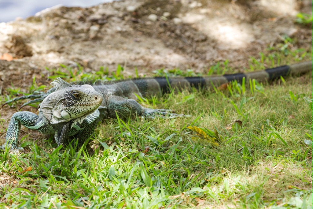 Iguana, Canaima National Park, Venezuela