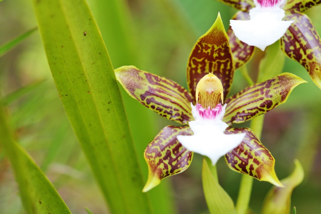 Canaima National Park, Venezuela