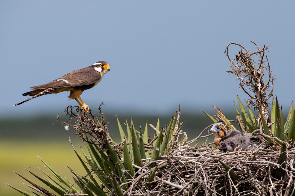 aplomado falcons, Canaima National Park, Venezuela
