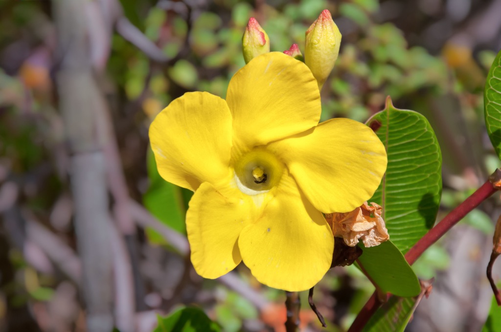 Canaima National Park, Venezuela
