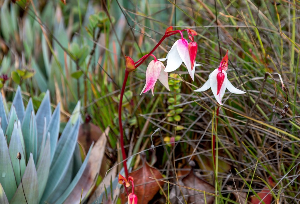 Canaima National Park, Venezuela
