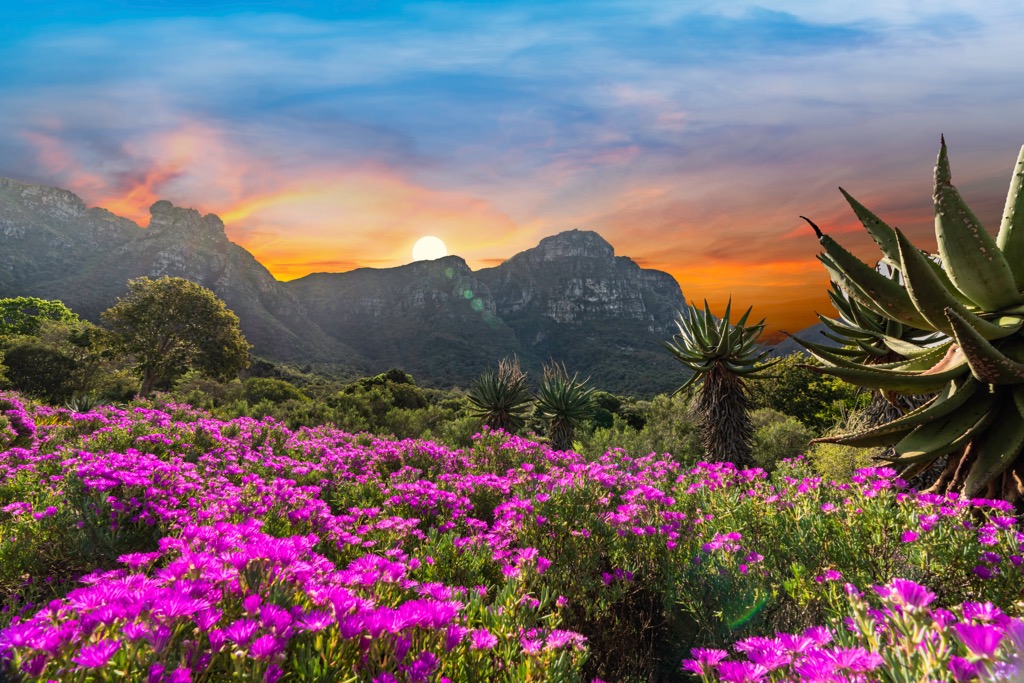 Kirstenbosch National Botanical Garden. Cape Town