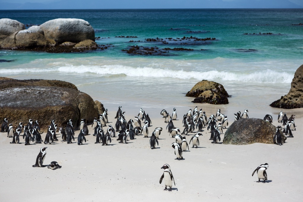 African penguins at the Boulders Beach Nature Reserve in Cape Town. Cape Town