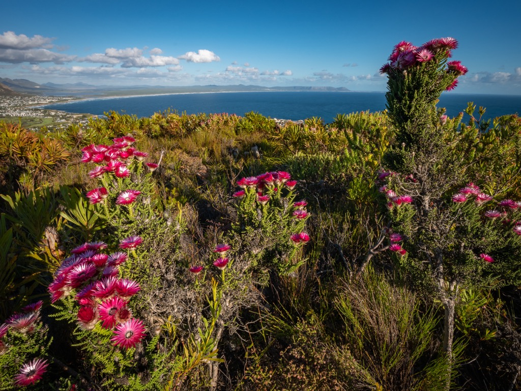 Due in particular to the evolution of an astonishing array of hyper-endemic floral species, the Cape Floral Kingdom is one of the few biodiversity hotspots outside of the tropics. Cape Town