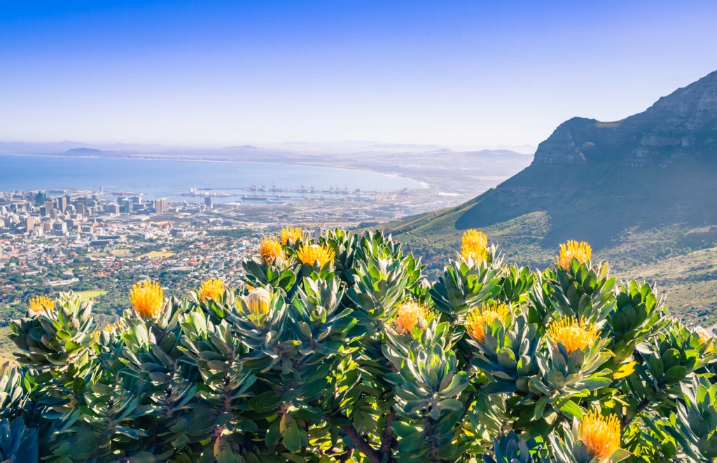 Fynbos on the slopes of Table Mountain, overlooking Cape Town’s downtown. Cape Town