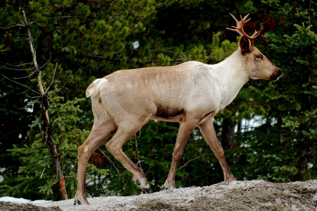 Caribou, Sugarbowl-Grizzly Den Provincial Park, Canada