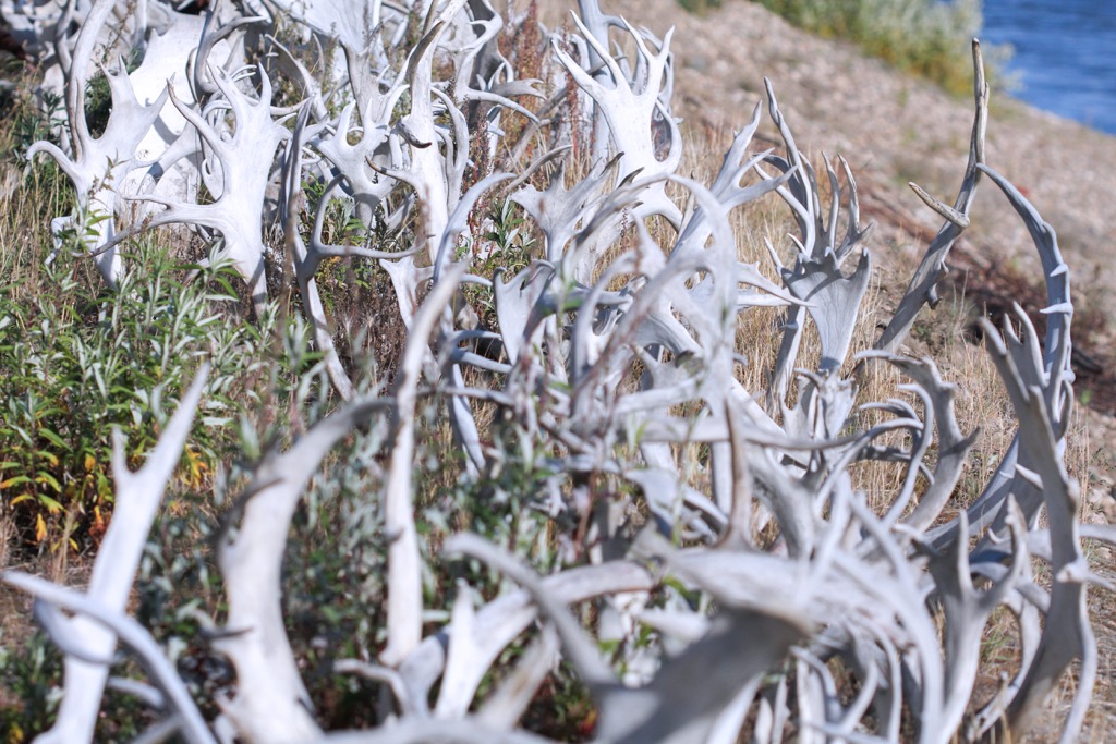 Caribou fence, Vuntut National Park, Canada
