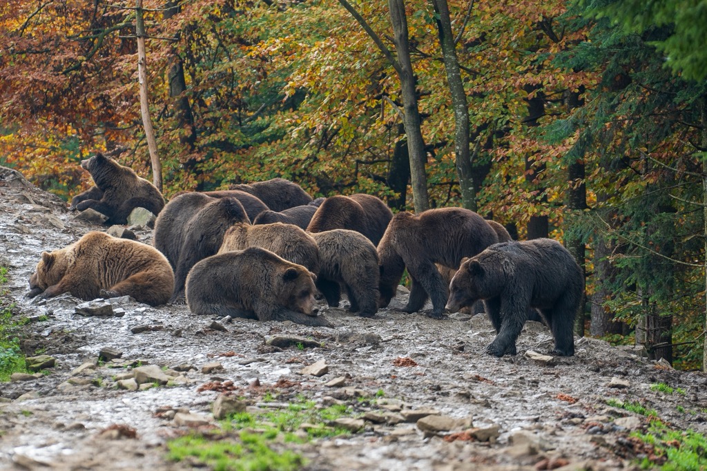 bears, Carpathians, Ukraine