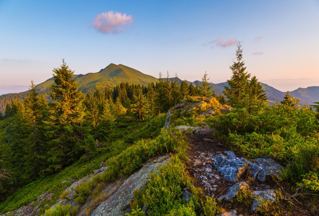forest, Carpathians, Ukraine