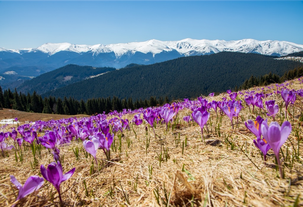 wildflowers, Carpathians, Ukraine