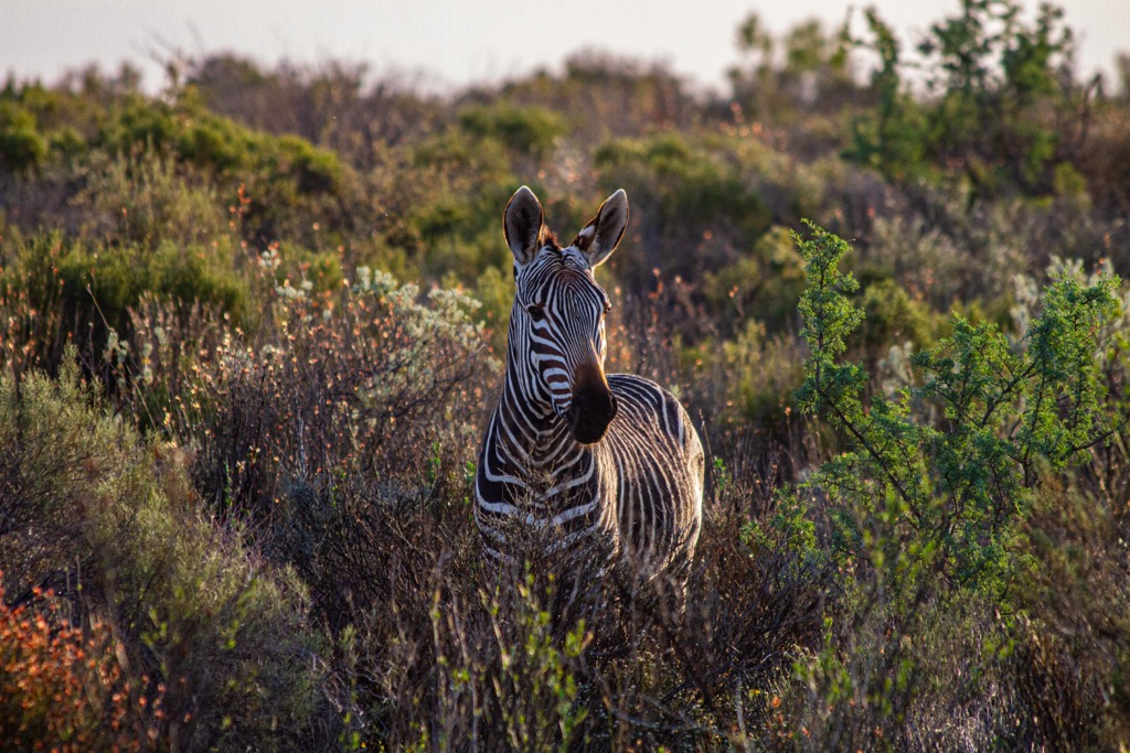 Mountain Zebra, Cederberg, South Africa