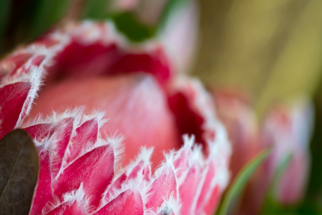 Protea, Cederberg, South Africa
