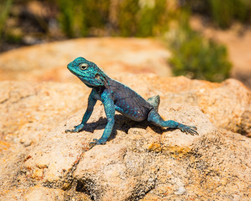 Cederberg Wilderness Area, South Africa