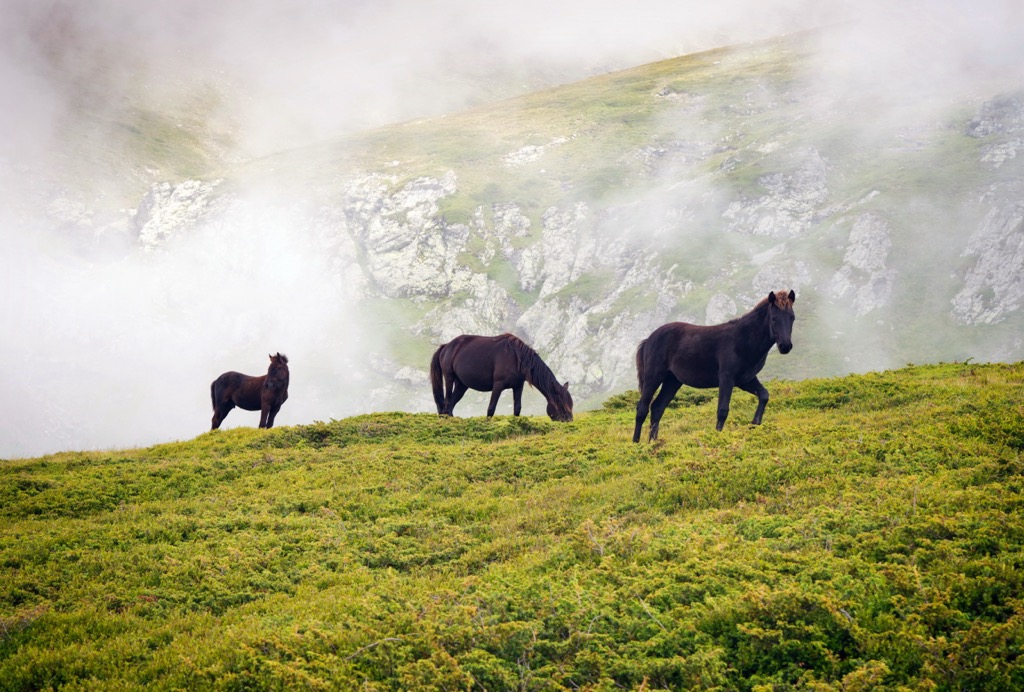 Central Balkan National Park, Bulgaria