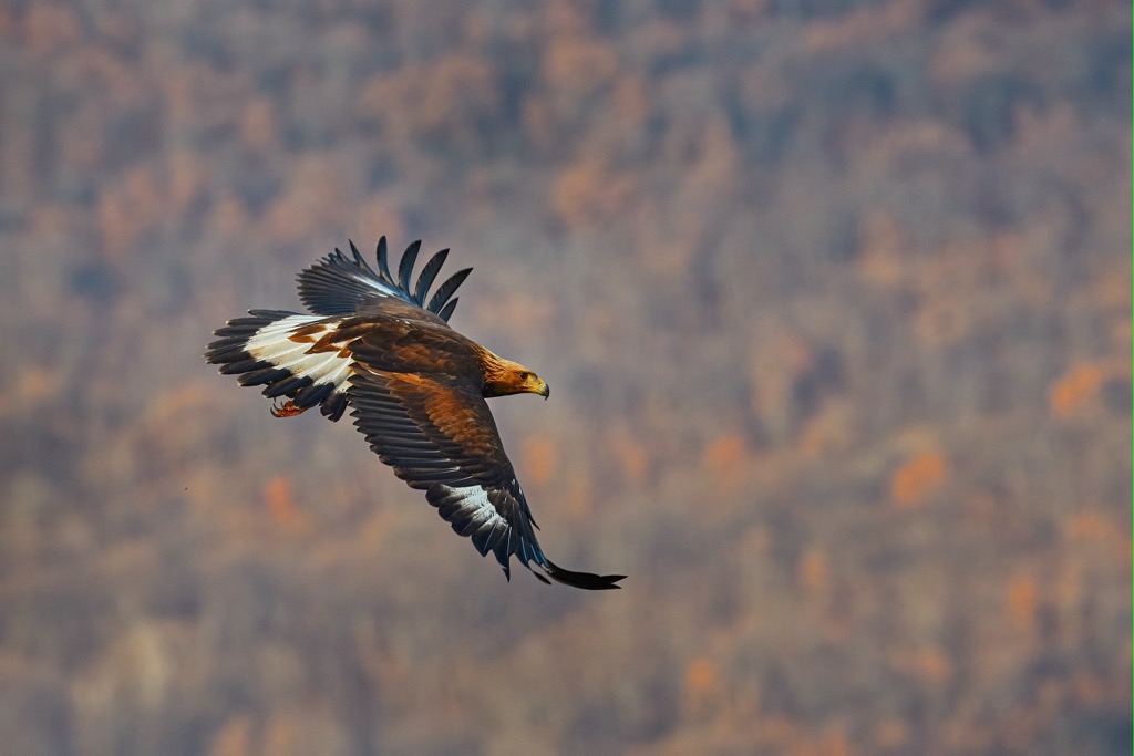 Central Balkan National Park, Bulgaria
