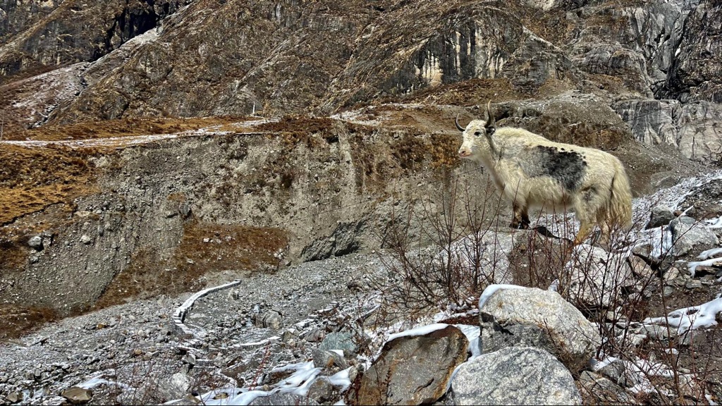 Yaks are a stoic symbol of the Himalayas and the primary source of dairy for Tibetans. Central Development Region