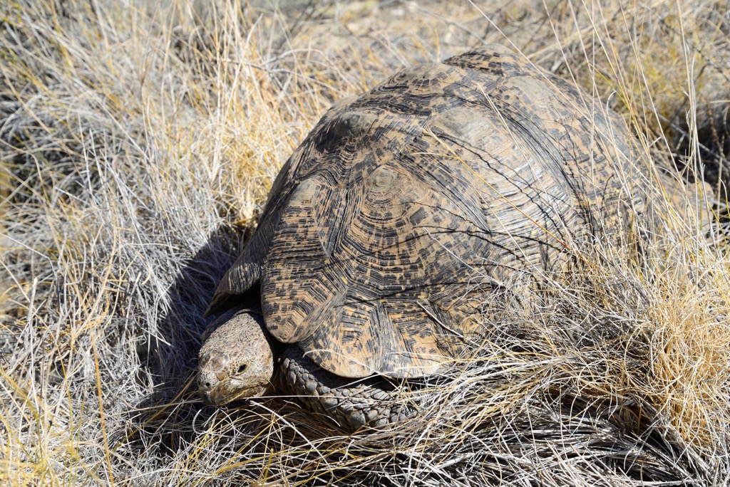 The Karoo is known for its large, roving mammals, but humbler creatures also make their home here, such as this tortoise in the Great Karoo National Park. Central Karoo District Municipality