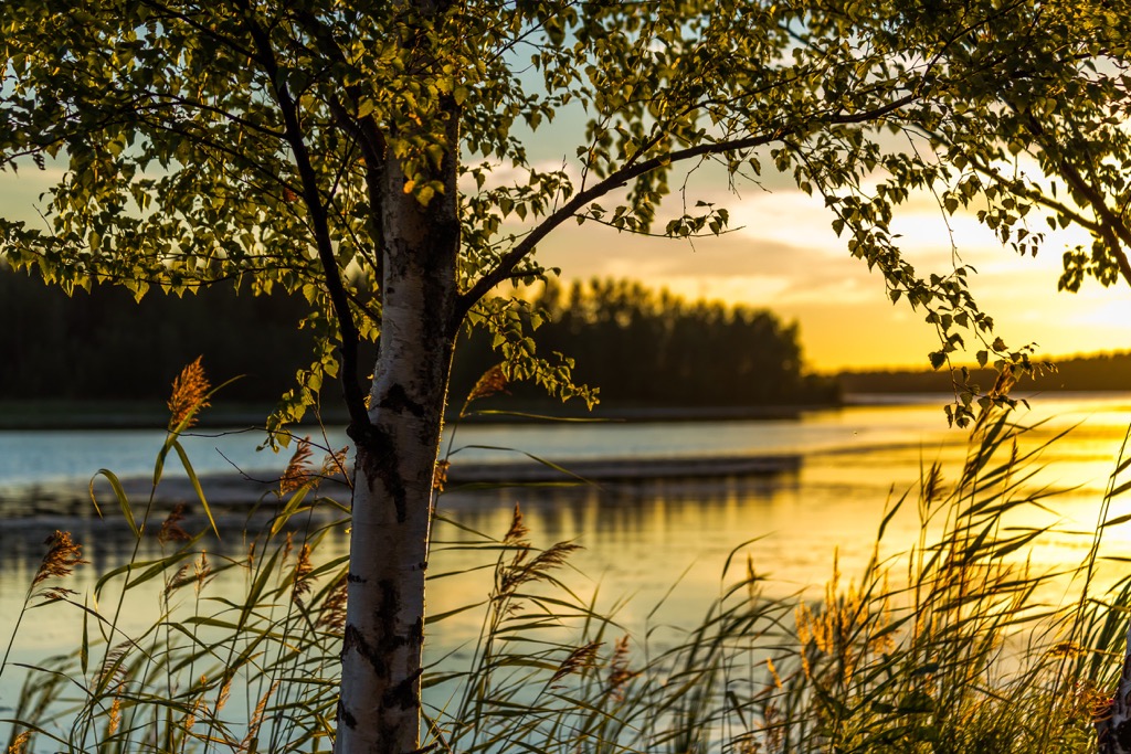 Forest trail, Central Ostrobothnia, Finland