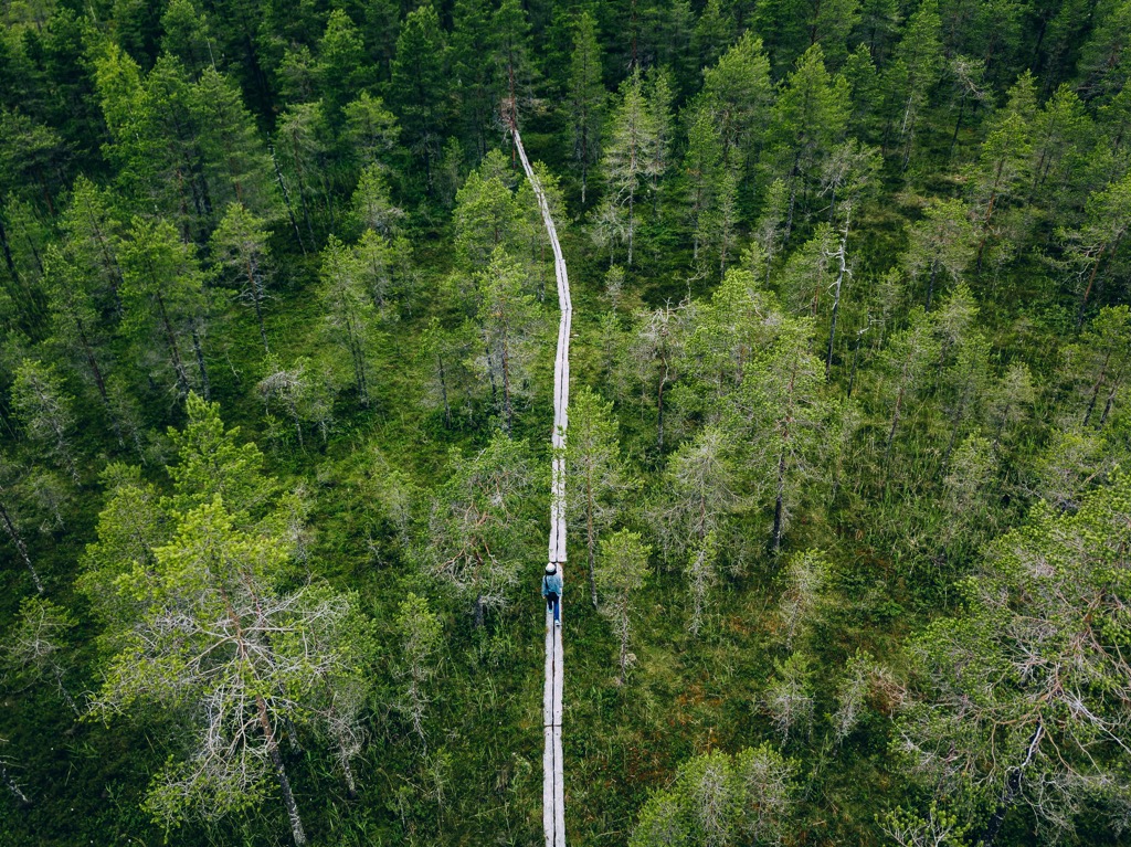 Forest trail, Central Ostrobothnia, Finland