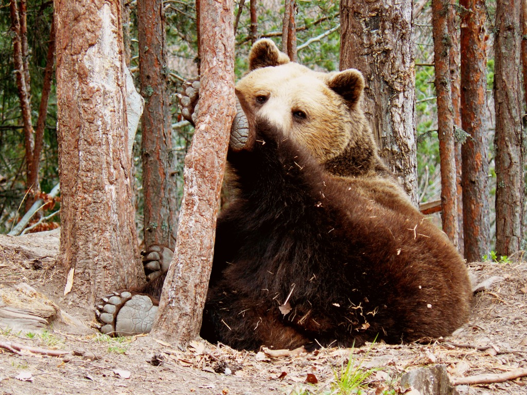 A brown bear in Rila National Park. Central Rila Reserve