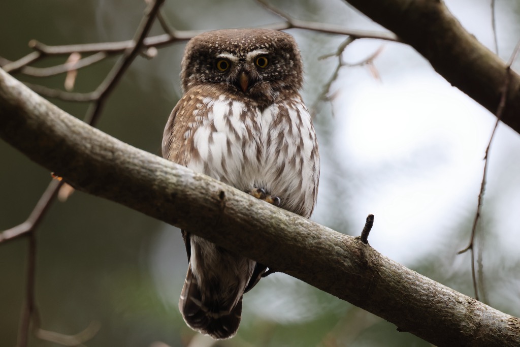 Eurasian pygmy owl. Central Rila Reserve