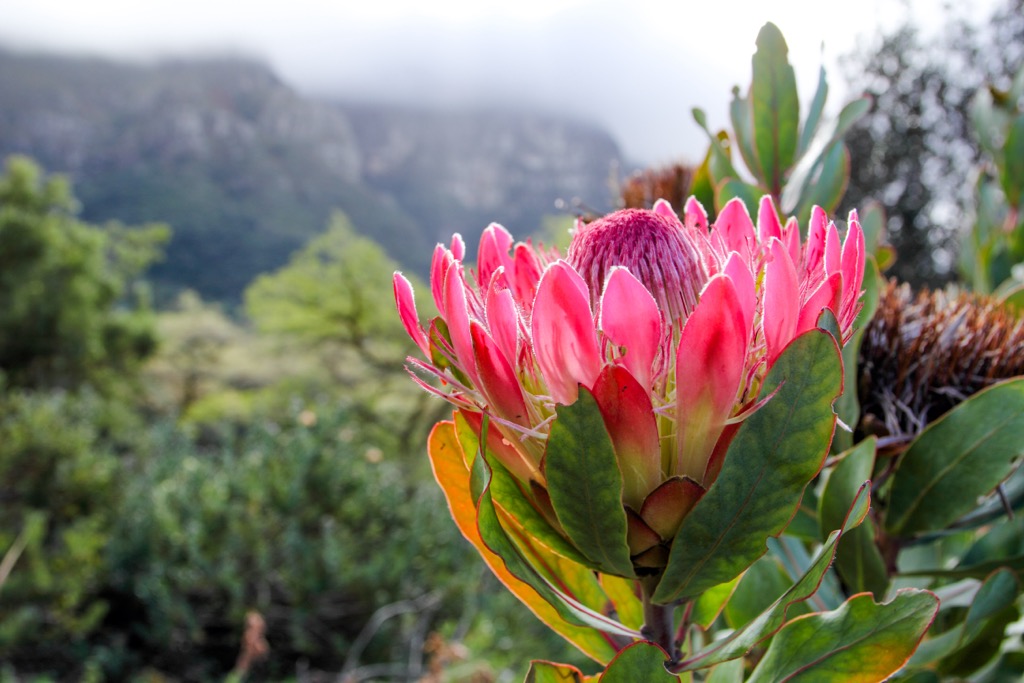 Fynbos ecosystems consist of more than 6,000 endemic species, making them one of the most biodiverse habitats on Earth. Ceres Mountain Fynbos